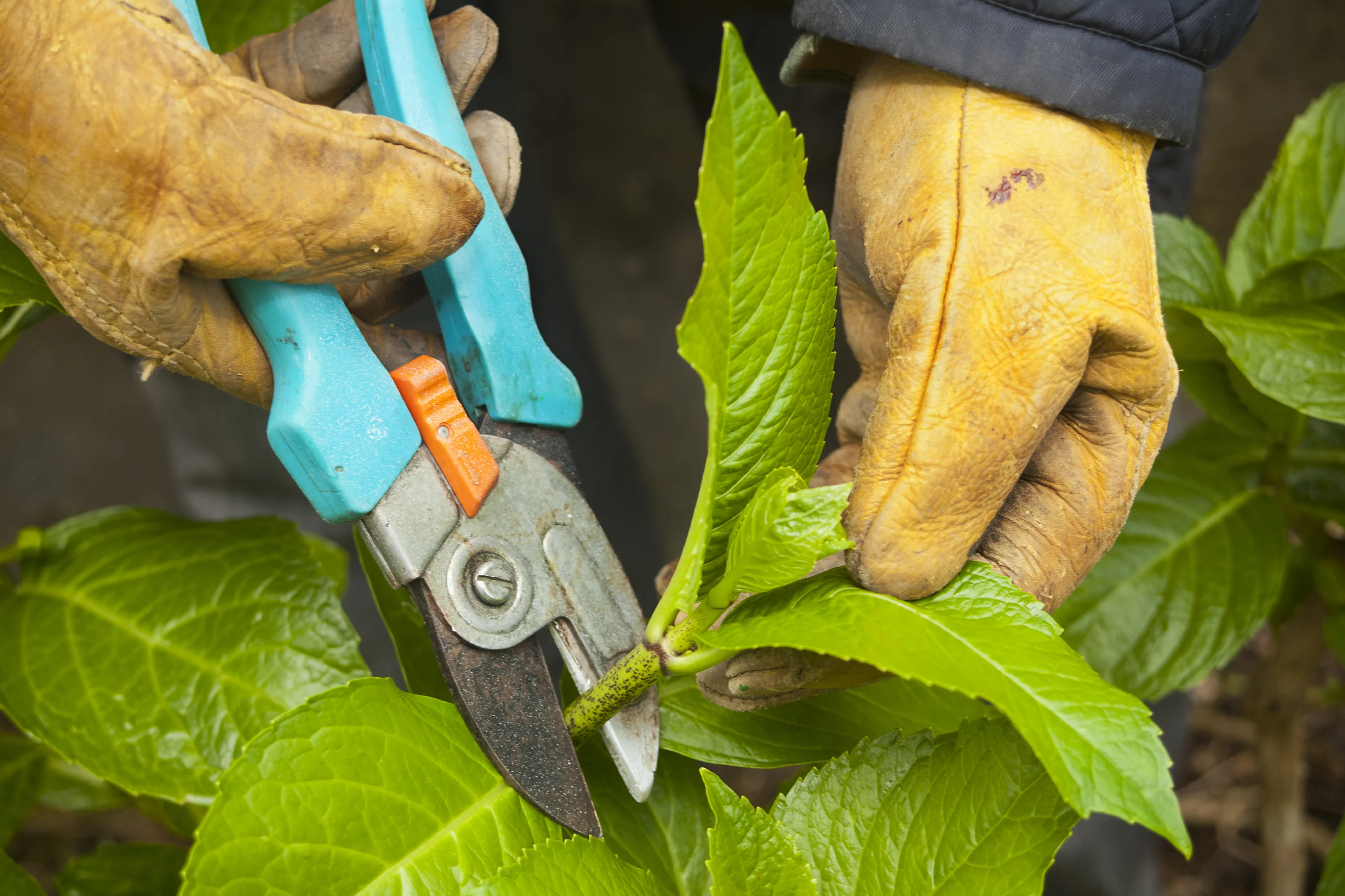 Pruning Your Hydrangeas (free event)