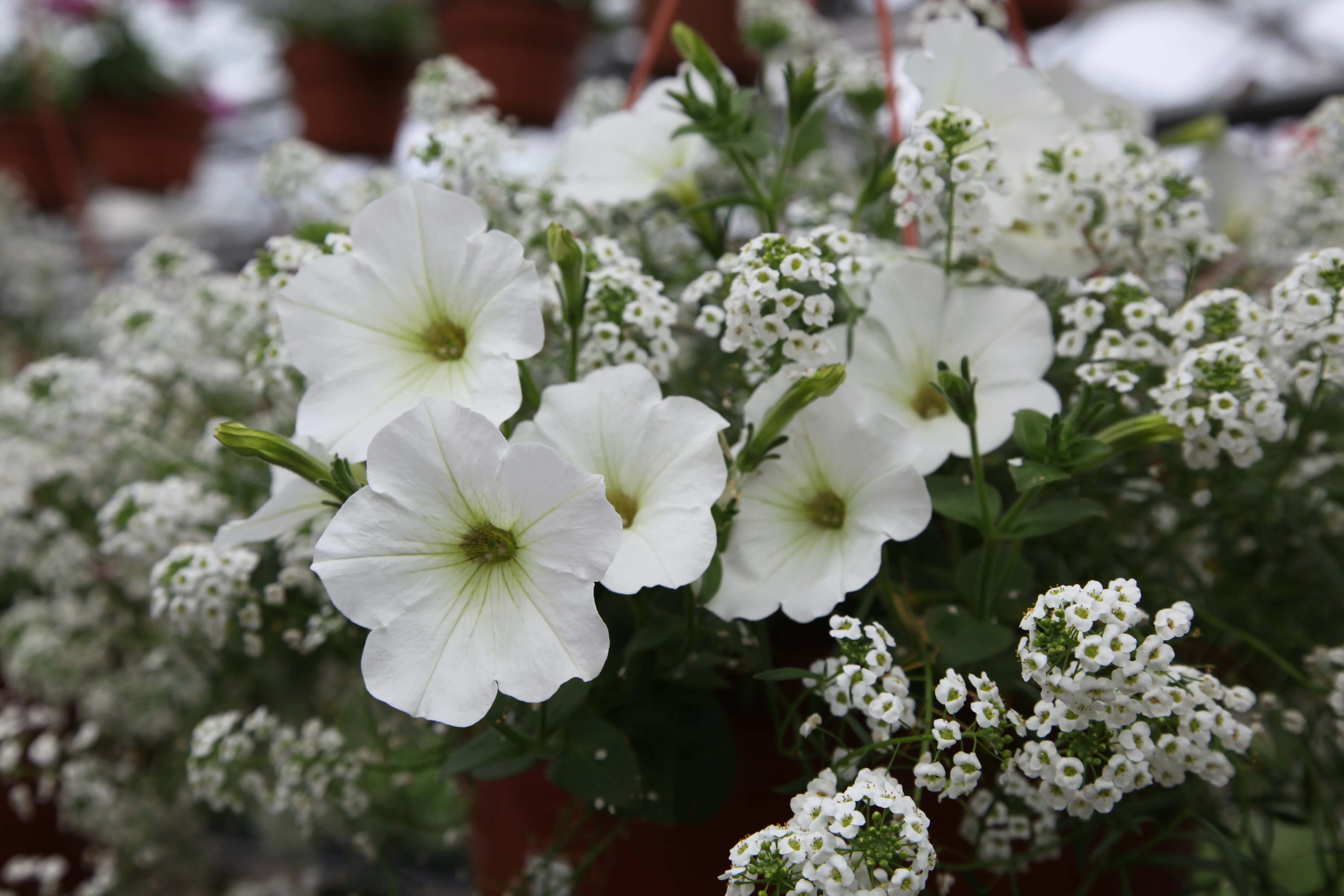 New Plant Introductions Seminar (free event)