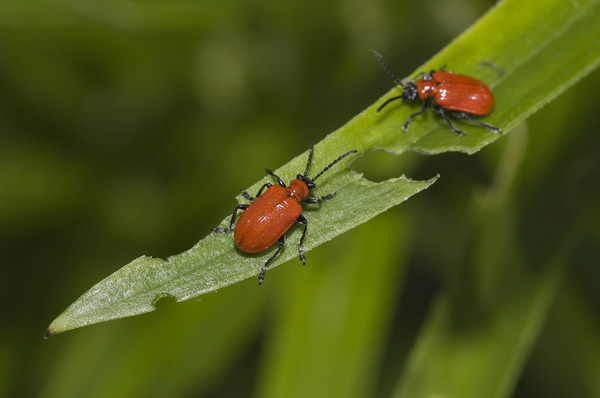 Skinnende ingeniørarbejde forgænger Pest: Red Lily Beetle — Country Flower Farms