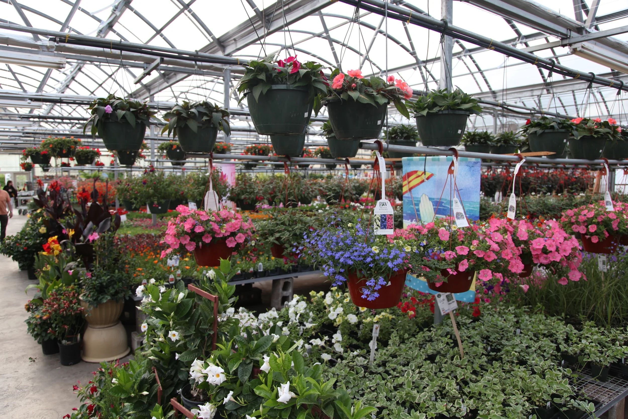 Annuals — Country Flower Farms