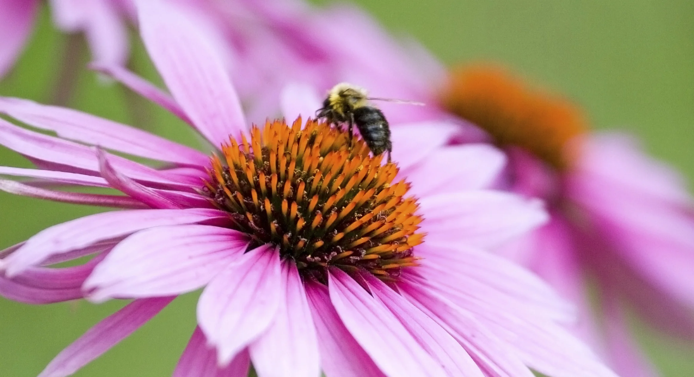 Bee Kind Gardening Seminar