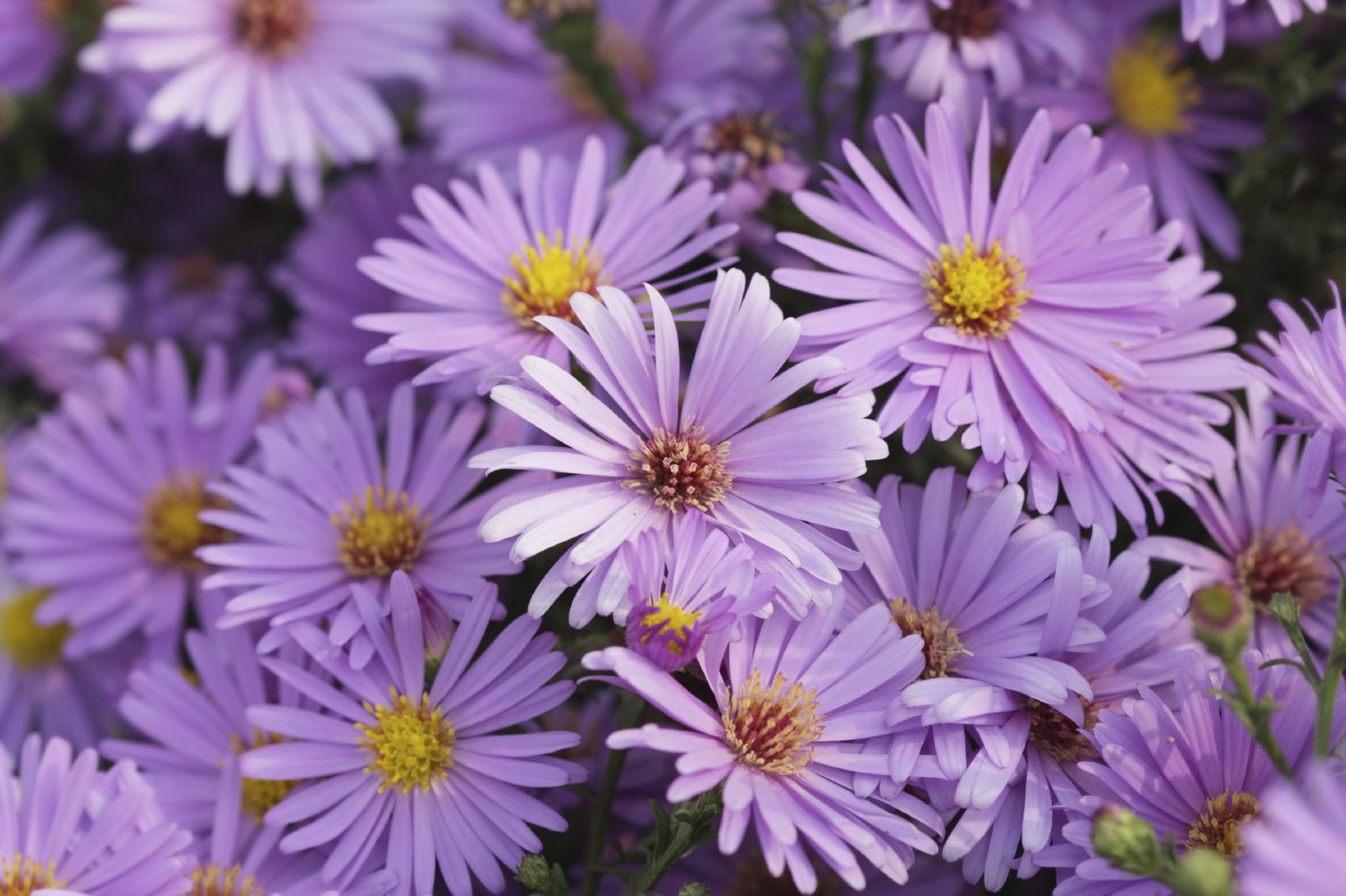 Informational Talk on Ornamental Grasses and Fall Blooming Perennials