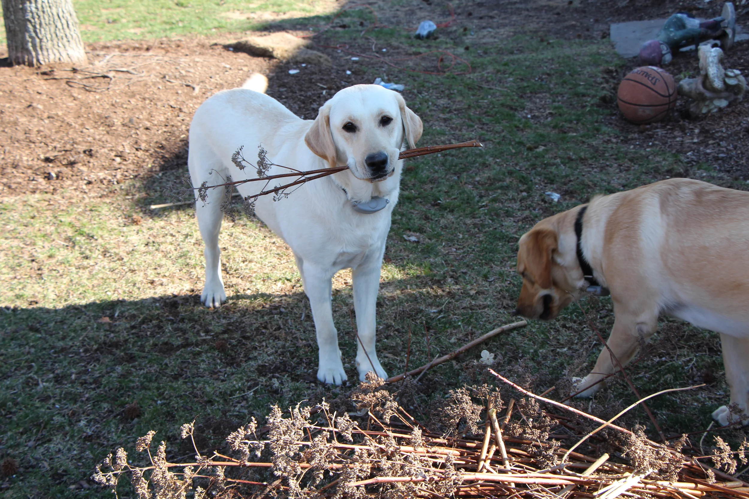Early Spring Garden Maintenance: March and April