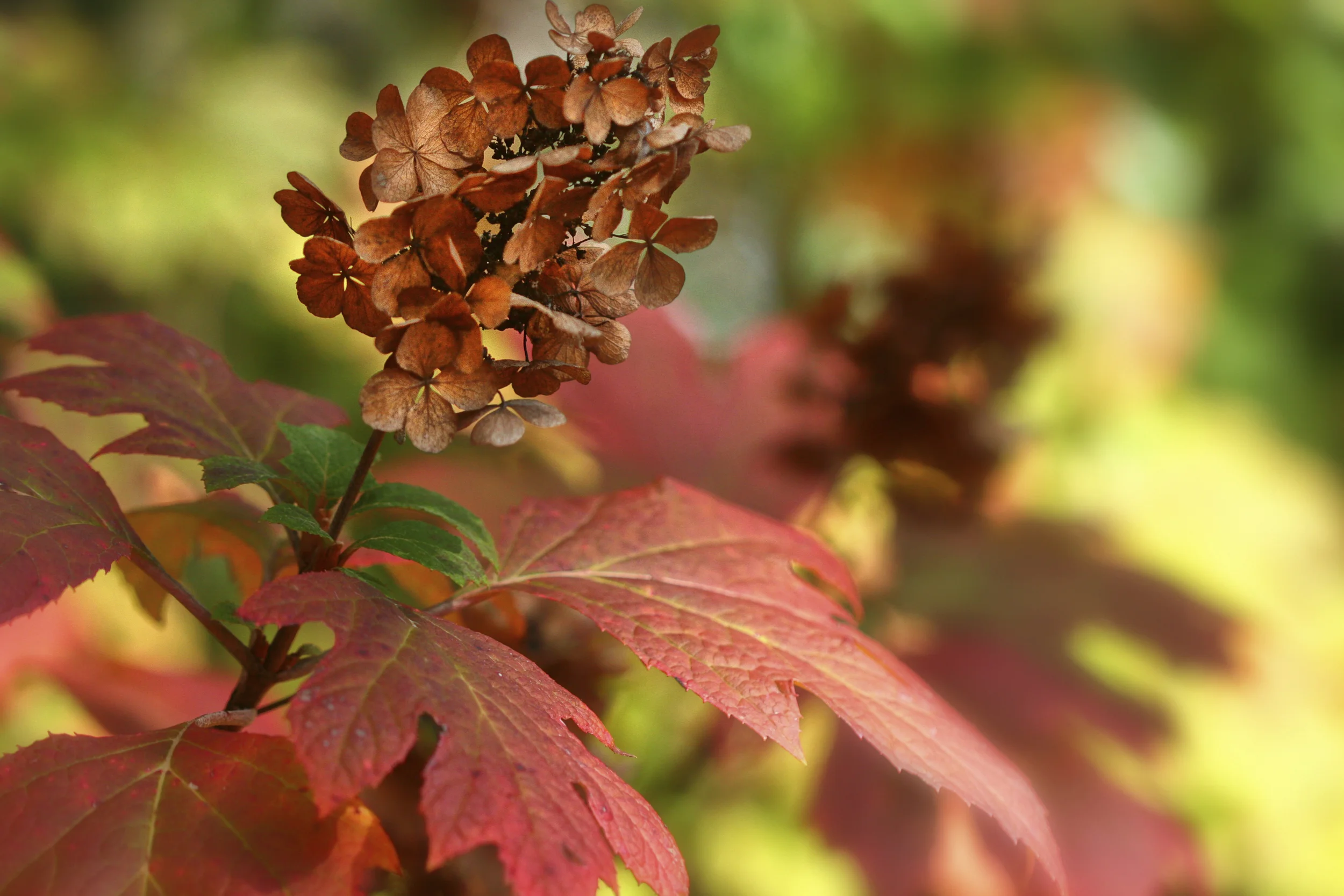 20 Showy Shrubs for the Fall