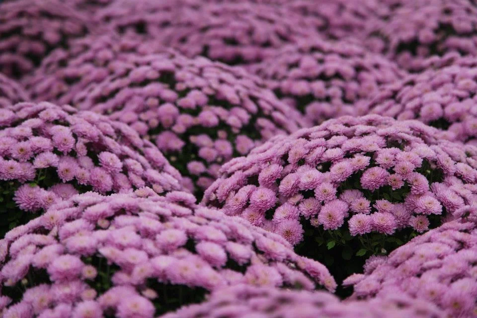 How to Winter Over Mums