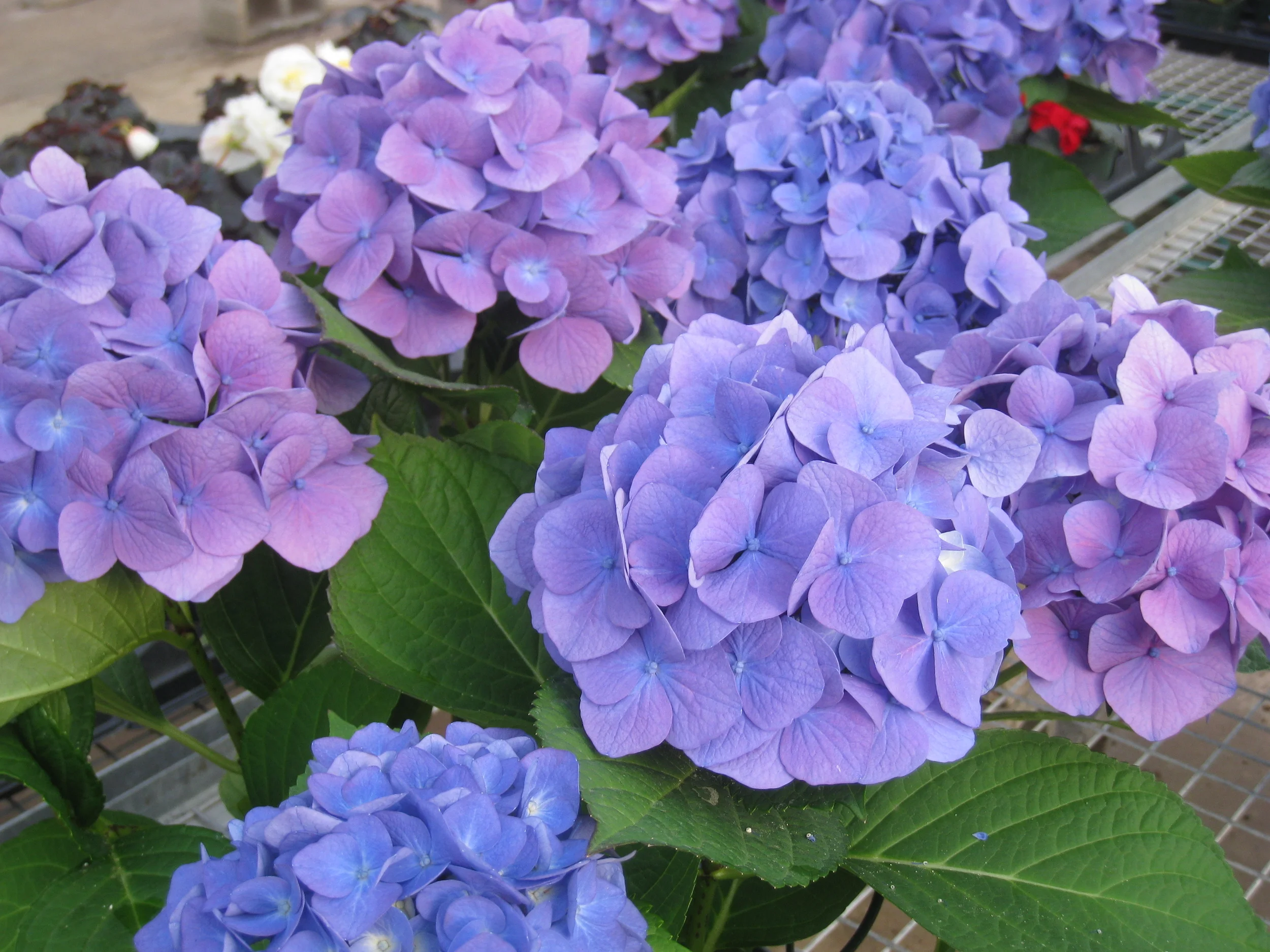 Pruning Hydrangeas Seminar