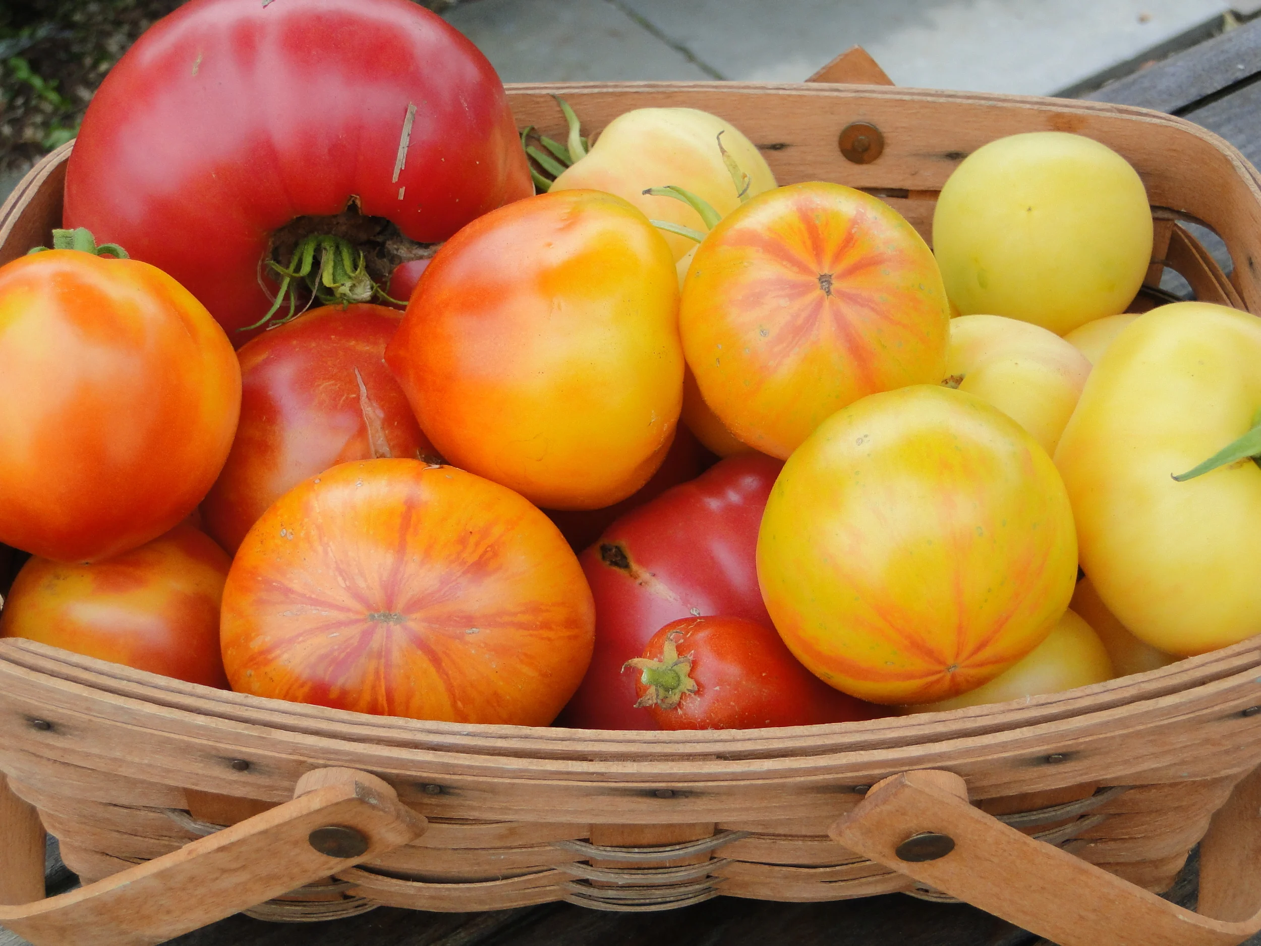 2nd Annual Tomato Festival