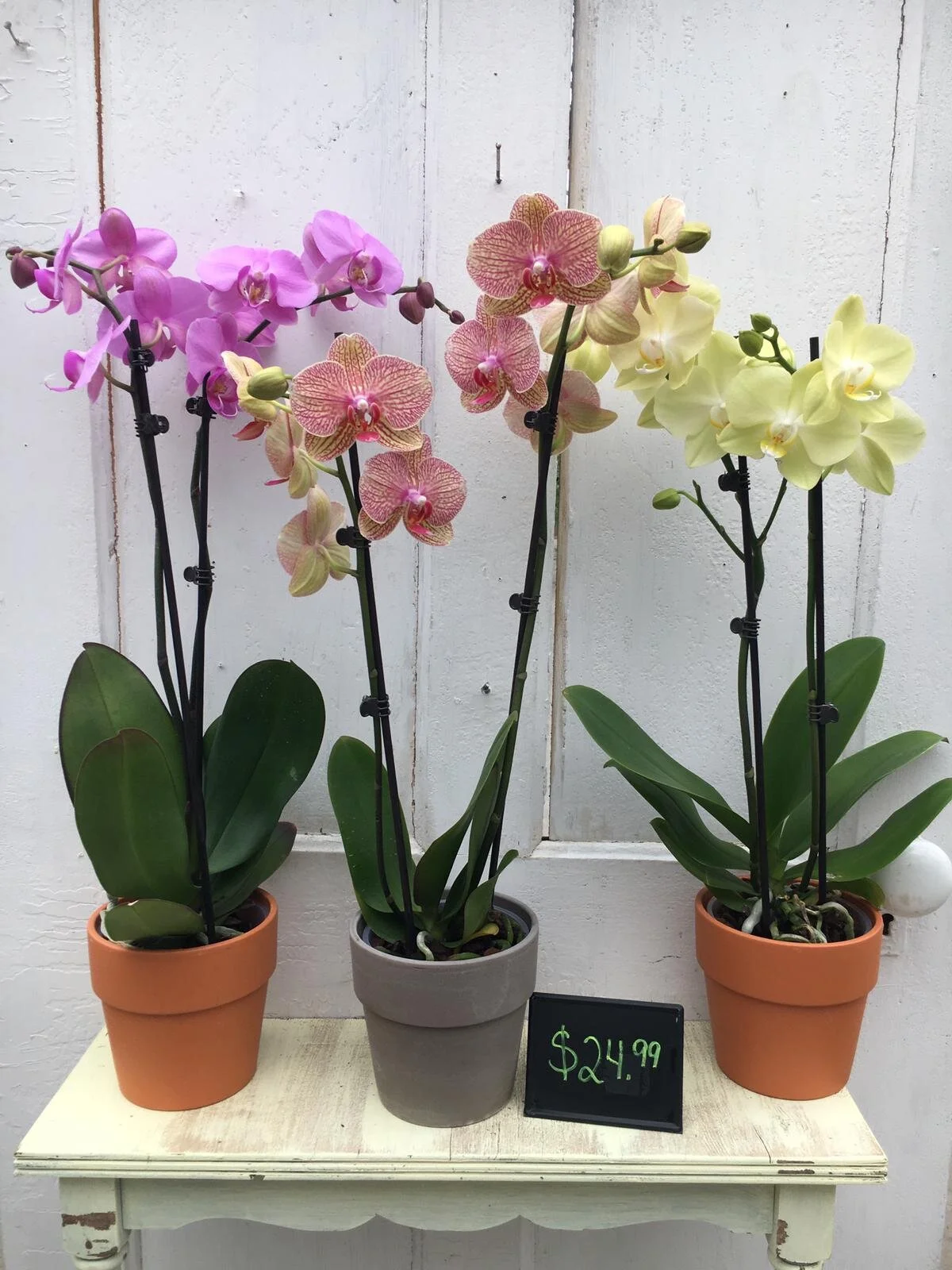 WhatsApp Image 2020-03-20 at 12.04.33 PM.jpeg