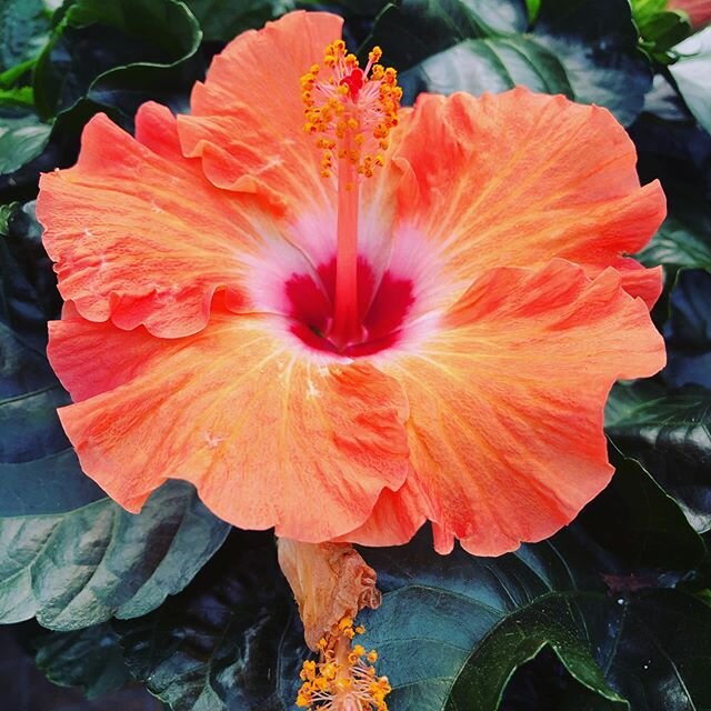 Loving the color of this tropical hibiscus #mycountruflowers #tropicalparadise #staycation