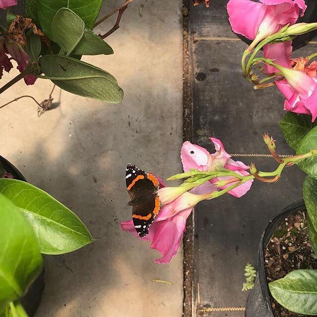 Our tropical visitor arrived on our mandevilla.