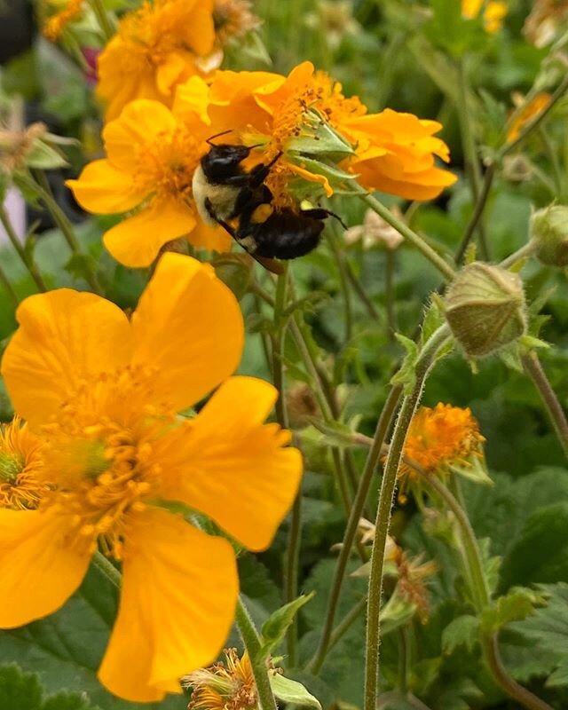 We 💛 our pollinators 🐝