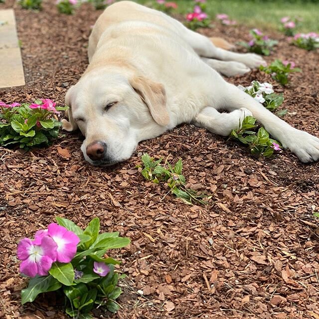 Bear says they&rsquo;re called bedding plants for a reason! 🌸 good thing these vinca hold up to our dogs