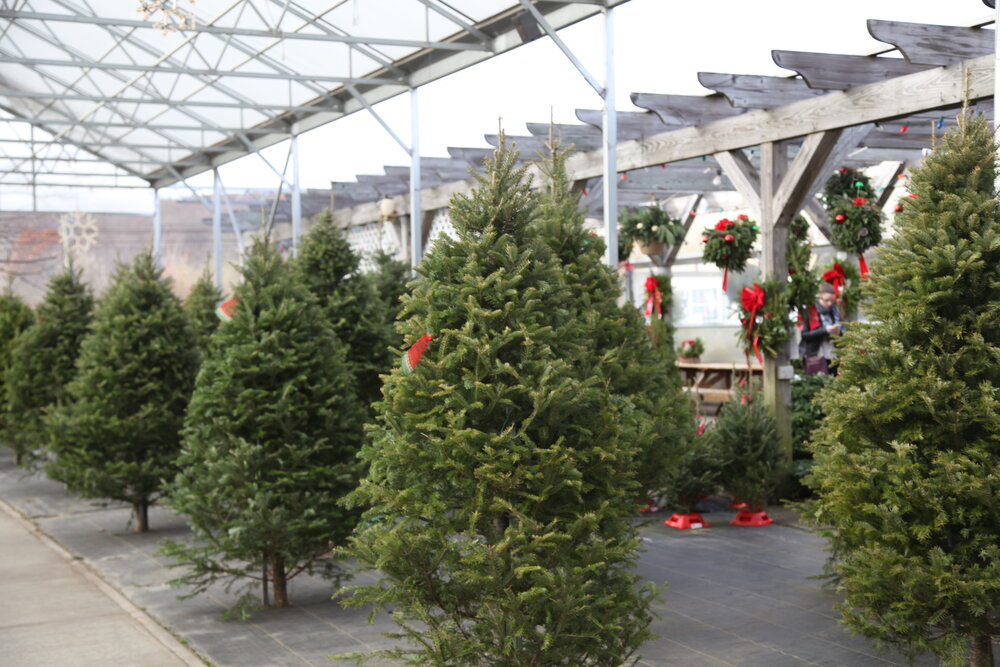 Where To Buy Fresh Cut Christmas Trees?