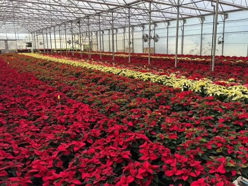 poinsettias.jpg