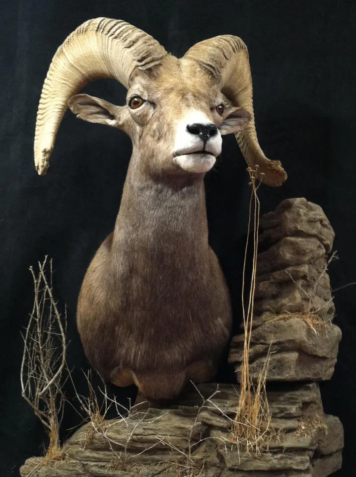 California Bighorn2.jpg