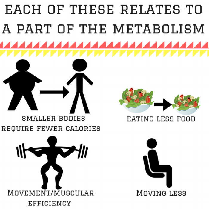 each of these relates to a part of the metabolism (1).png