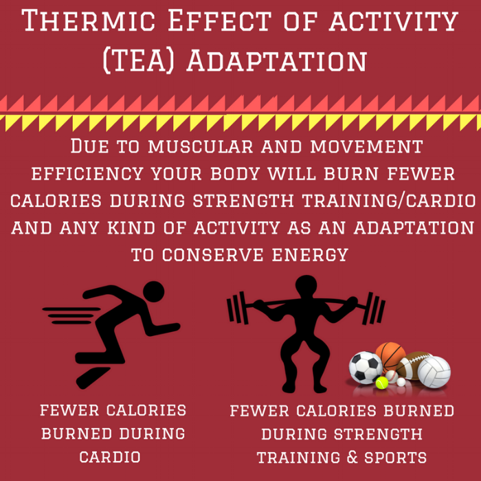 Thermic Effect of activity (TEA) Adaptation.png