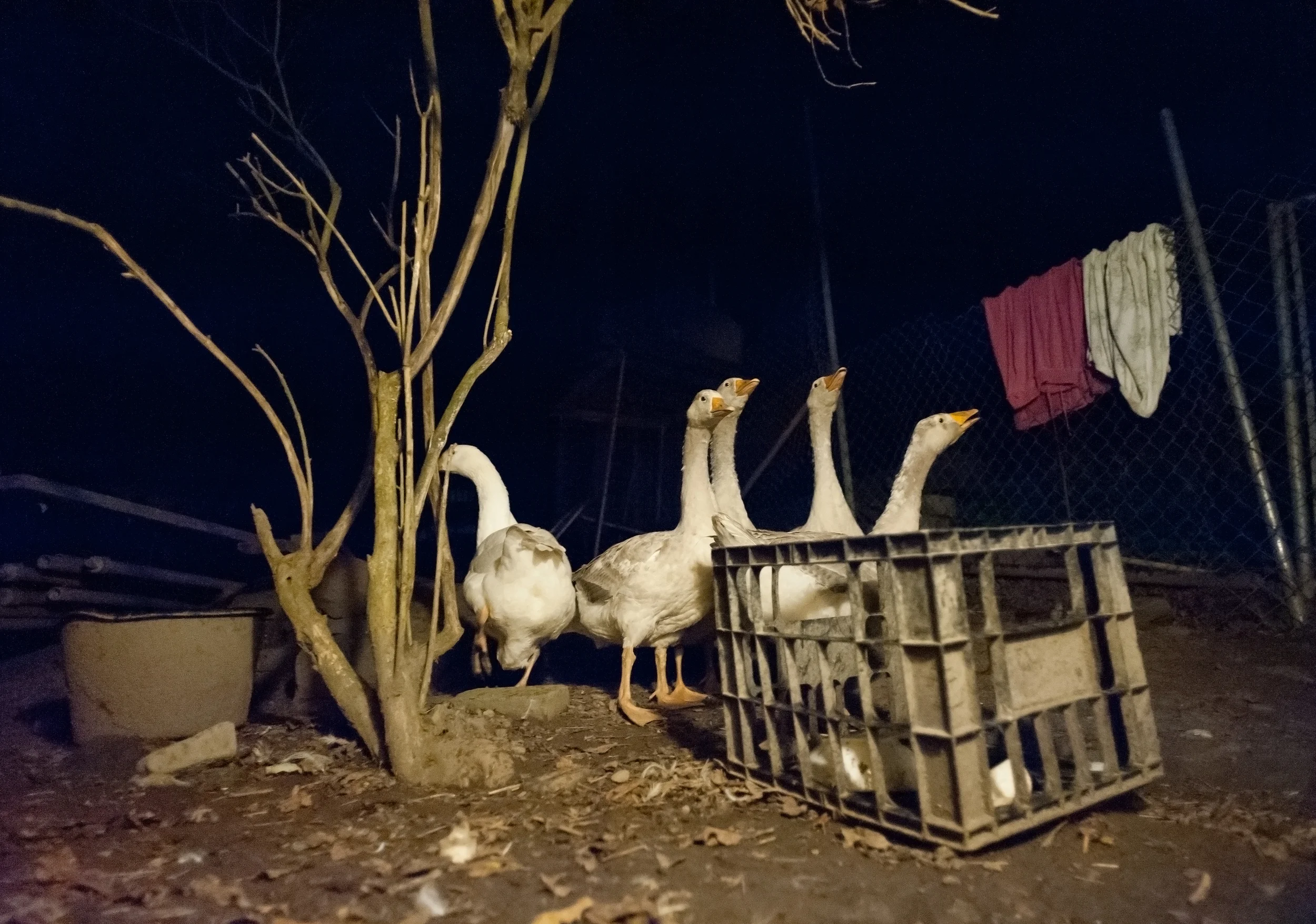 Ducks.jpg