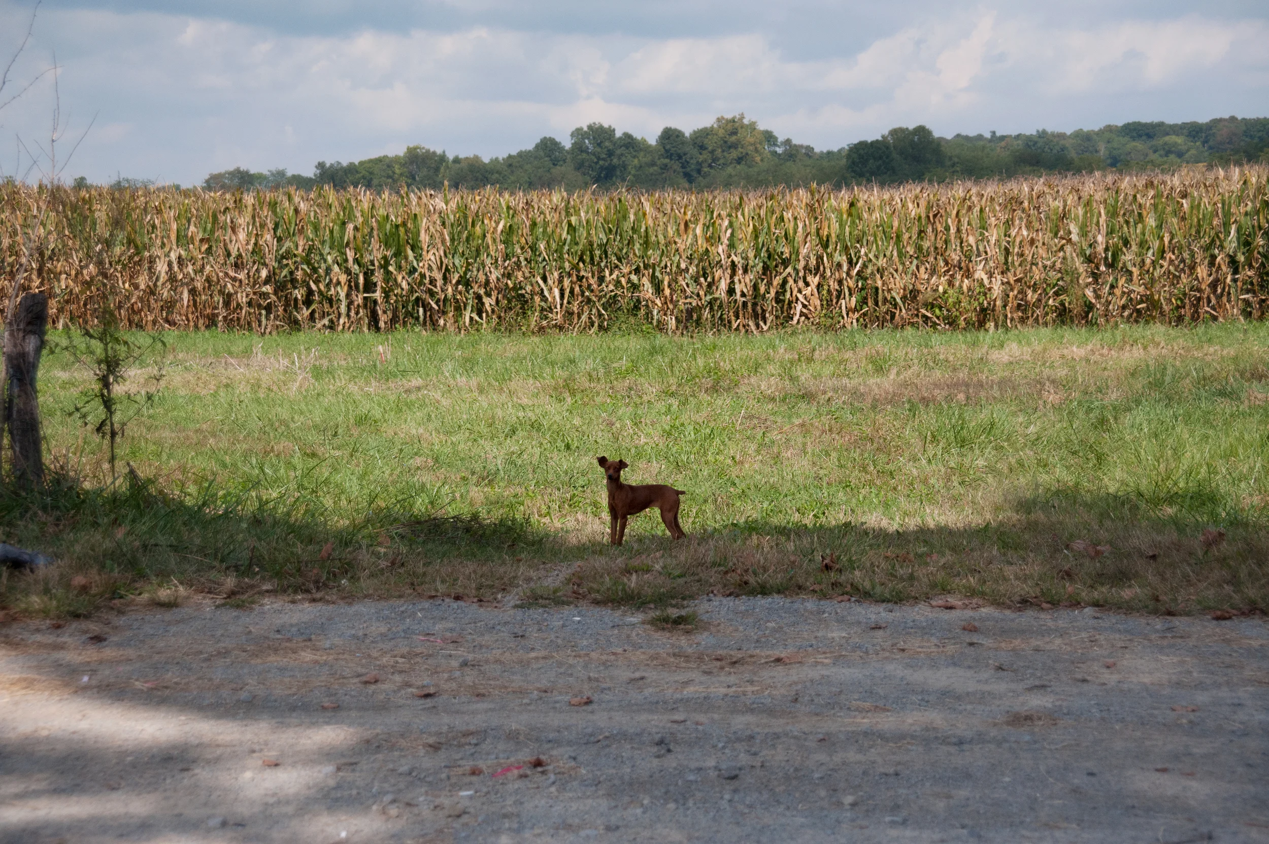 Lost Doggie.jpg