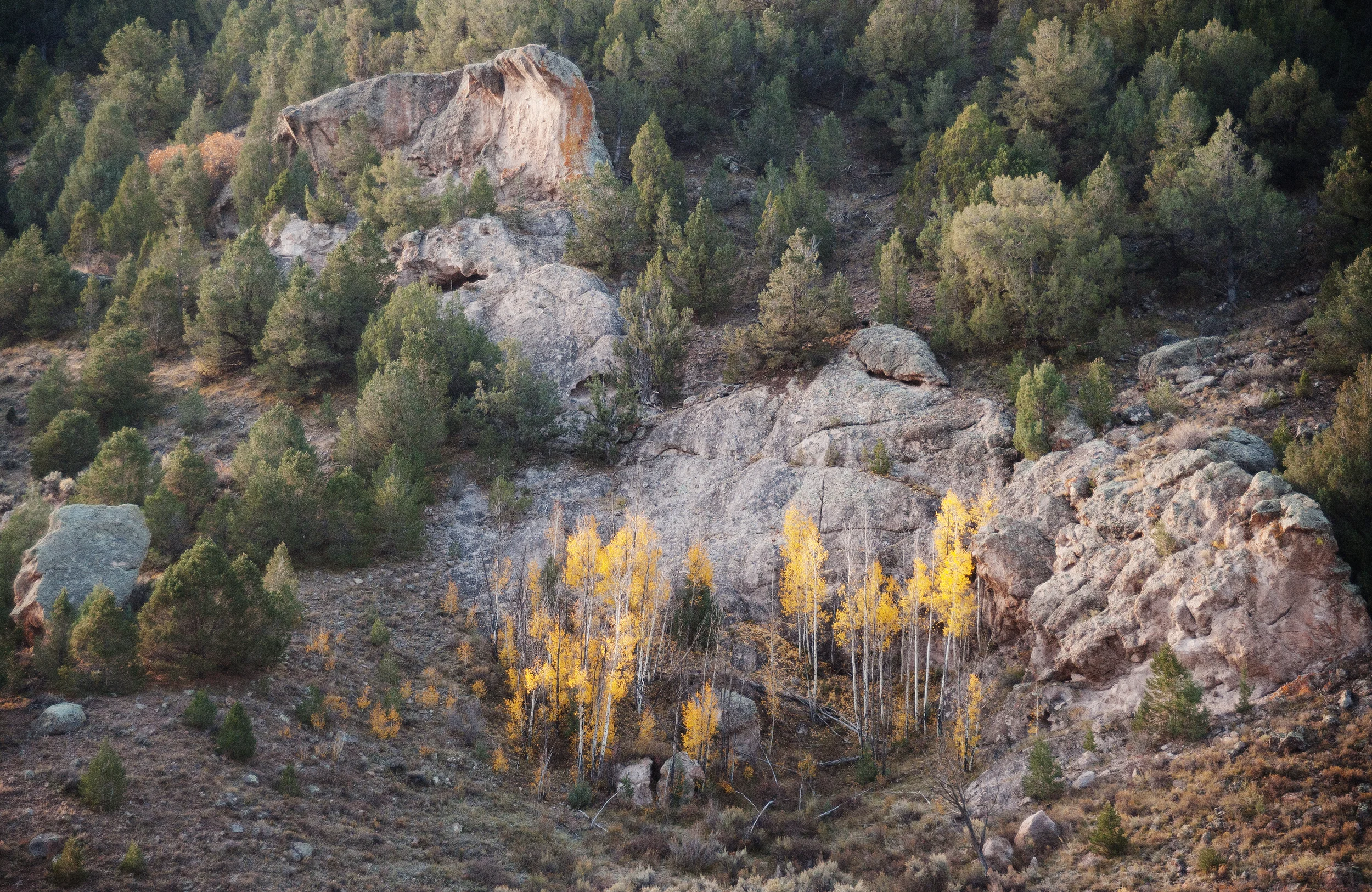 orange trees.jpg