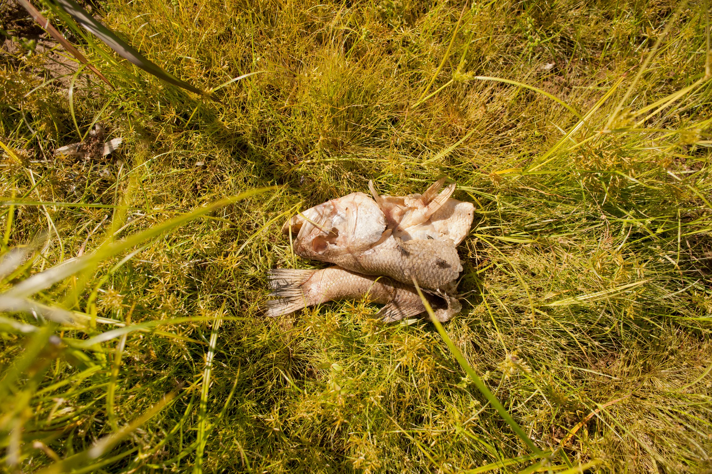 sad fish yellow ggrass.jpg