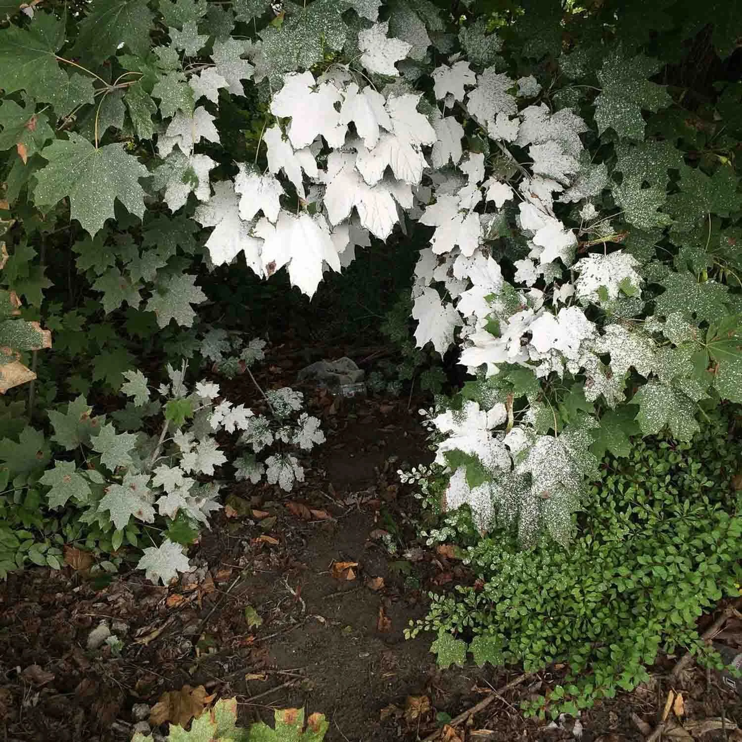 igjpeg-325.jpg