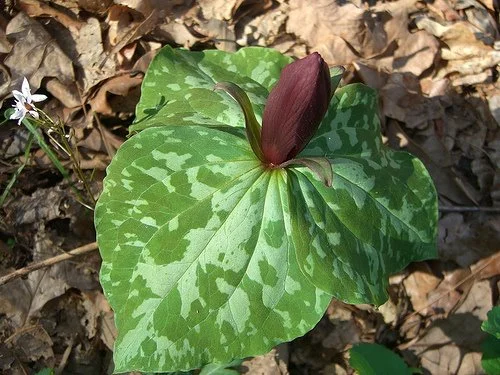 native-trillium.jpg