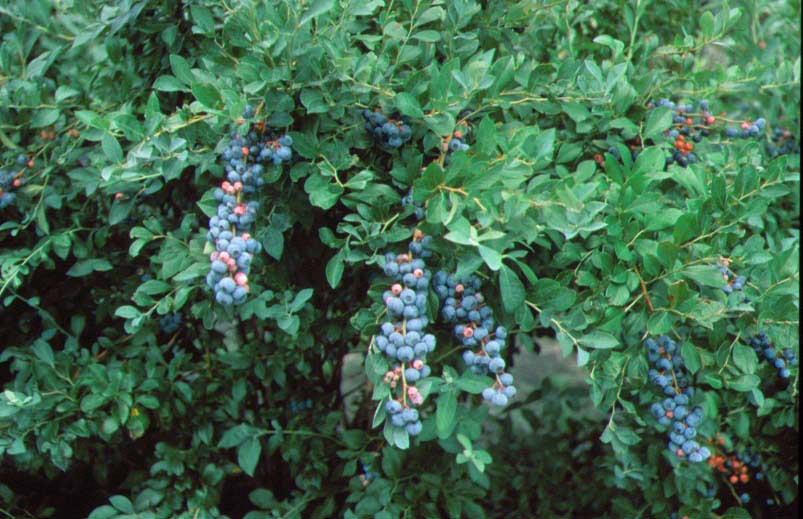 blueberry-highbush.jpg
