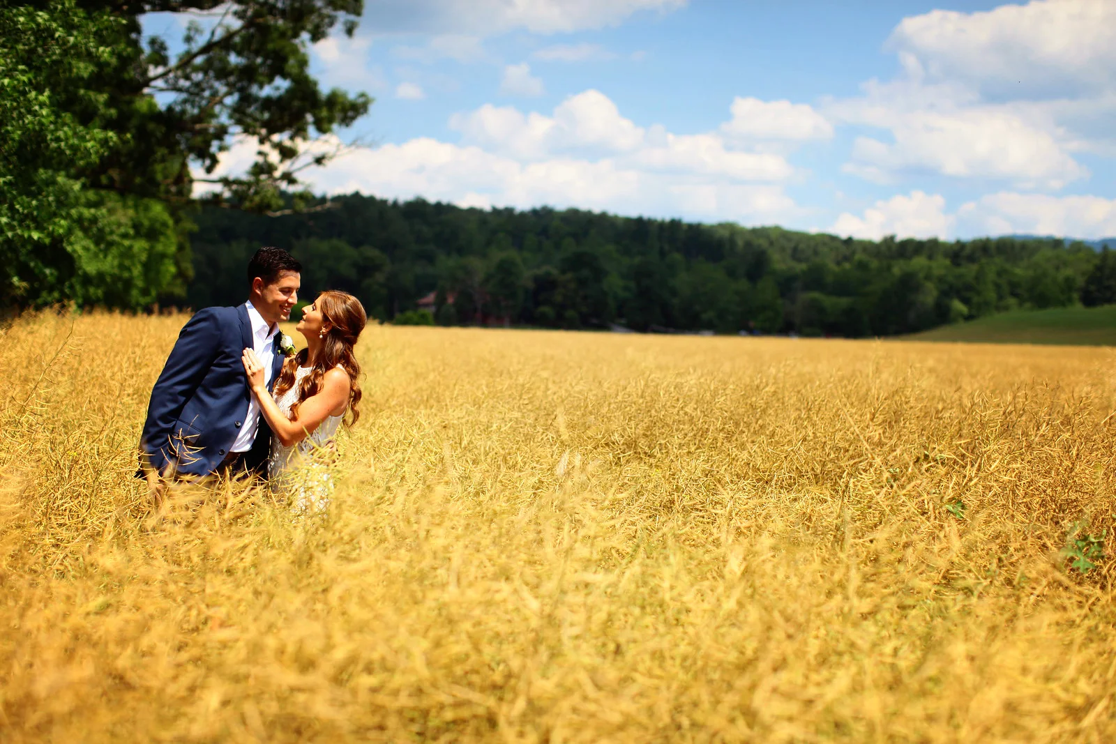 Golden Fields of Canola