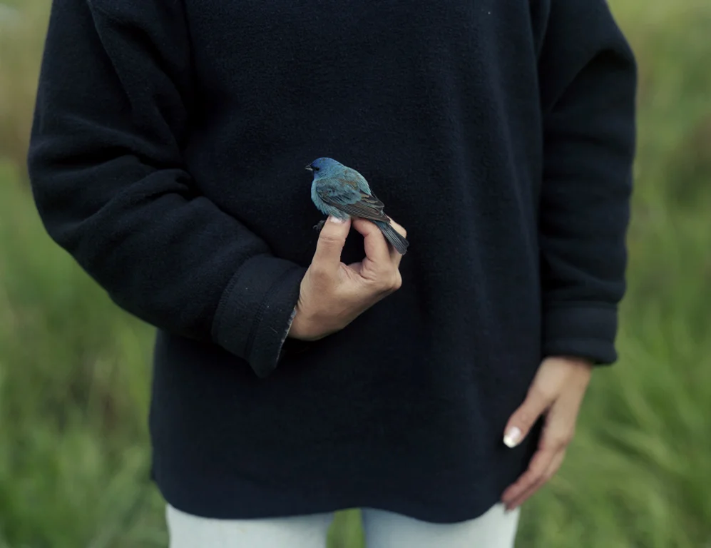 Barbara Bosworth | Indigo bunting , 2003