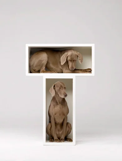 William Wegman, Split Level, 2010