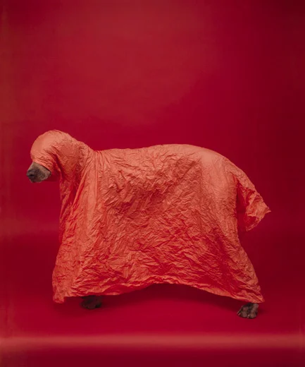 William Wegman, Tent, 2008/2010