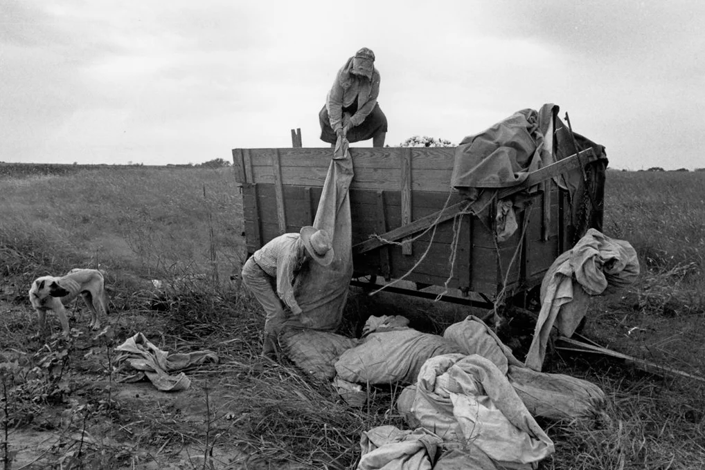 Among the last of the German tenant farmers picking cotton, East Texas, 1976, Wendy Watriss