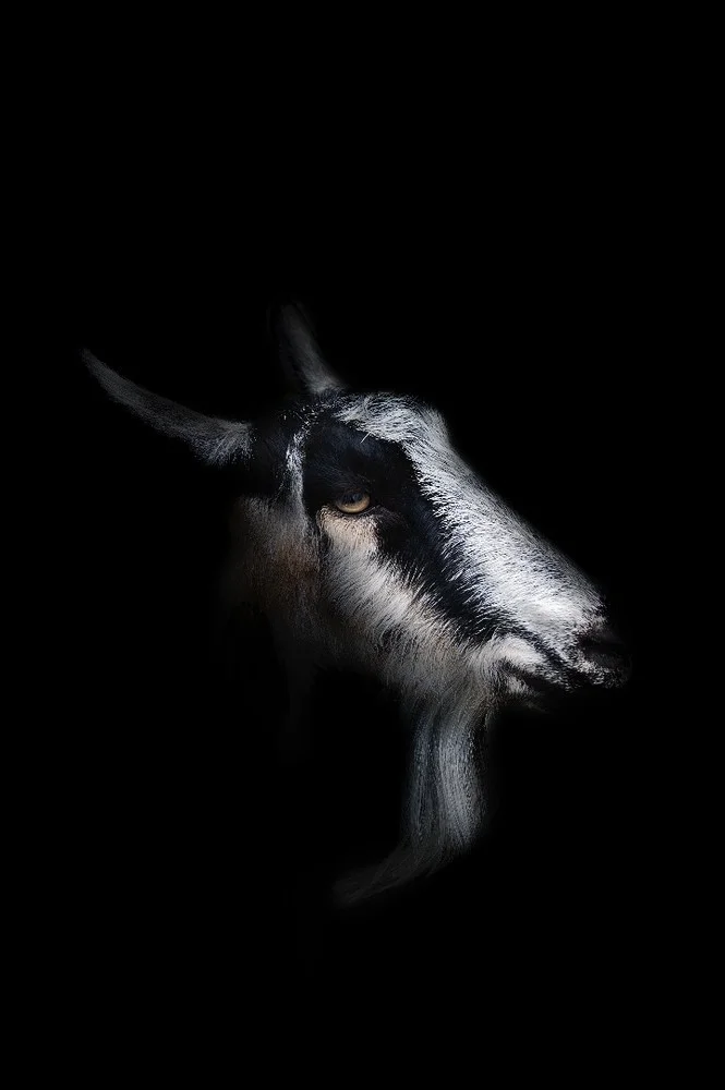© Will Alvarez 
