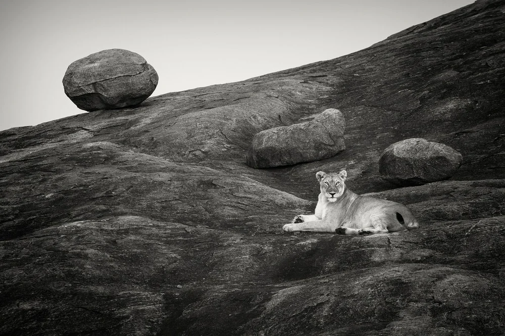 © Pekka Järventaus $300.00