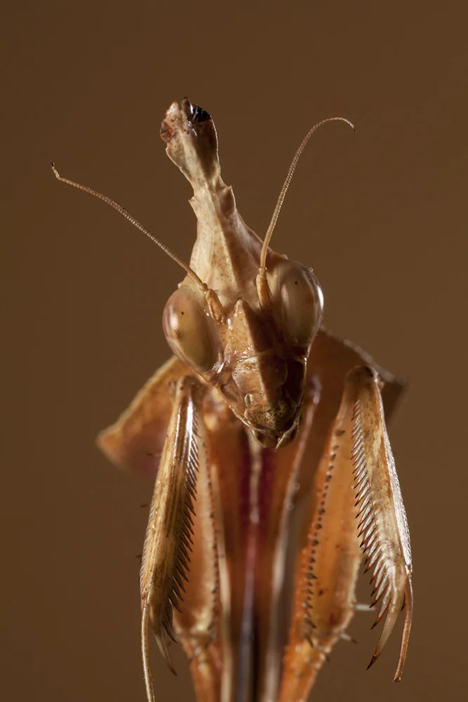  © Reagan Pufall Wandering Violin Mantis