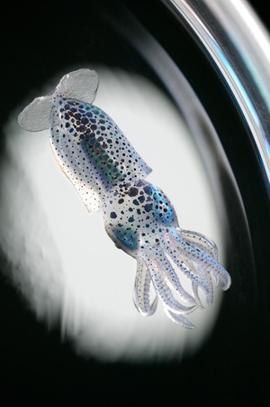 David+Liittschwager+print+3+_+Squid.jpg