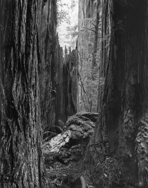© Kirk Crippens & Gretchen LeMaistre