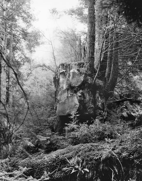 © Kirk Crippens & Gretchen LeMaistre