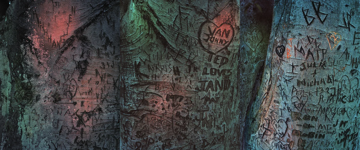 © Eirik Johnson from Pine