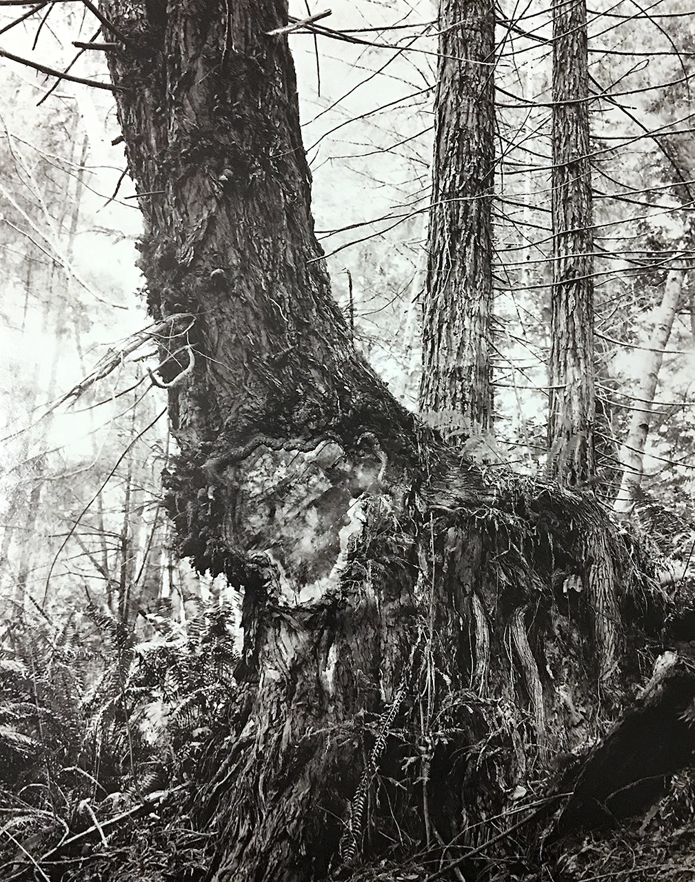 burl-1.jpg