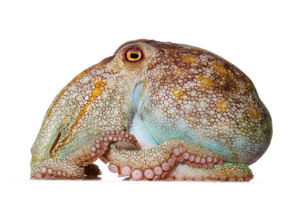 Pale Octopus.jpg