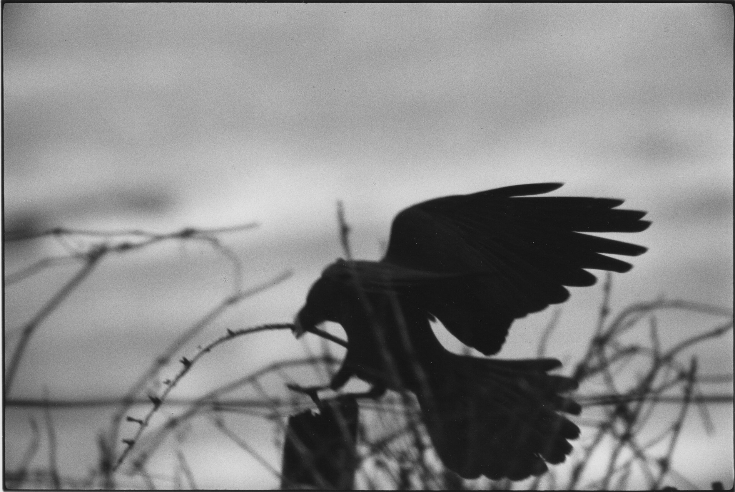 Untitled, from the Solitude of Ravens, 1977