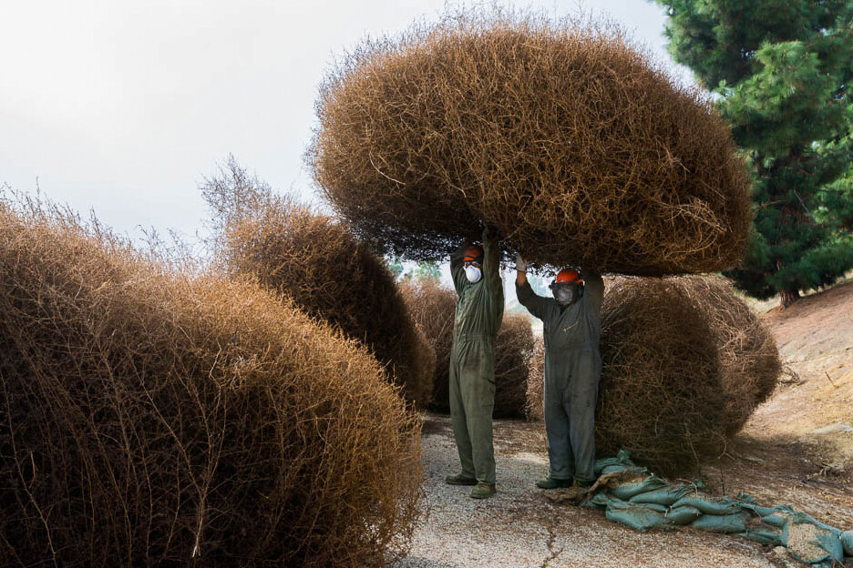 A crew from the Weed Hazard and Pest Management Bureau of the County of Los Angeles clearing giant tumbleweeds from a hillside in East Los Angeles, CA