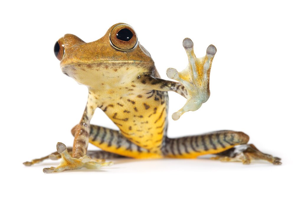 Common Name: Map Treefrog, Scientific Name: Hypsiboas geographicus, Size: 4.5cm overall length, Location: Tiputini Biodiversity Research Station, Yasuni Biosphere Reserve, Orellana Province, Ecuador, 