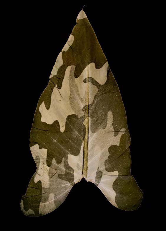 Binh Danh, Military Foliage, 2010. Chlorophyll Print.