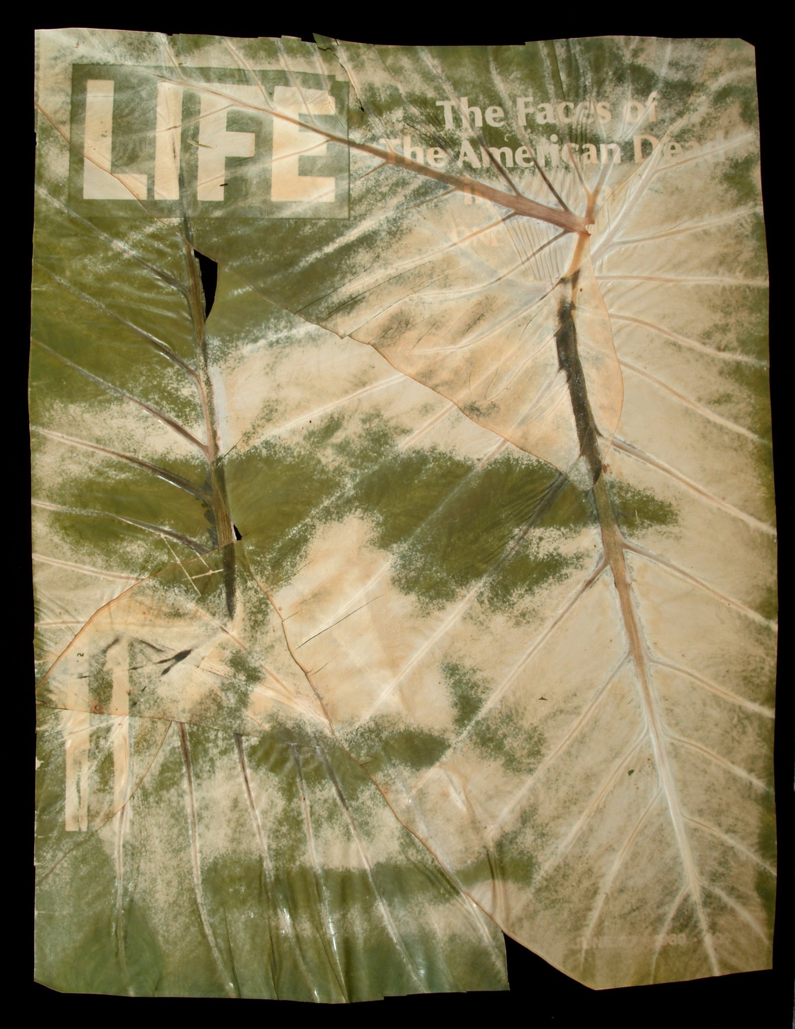 Binh Danh, Life, 2006. Chlorophyll Print.