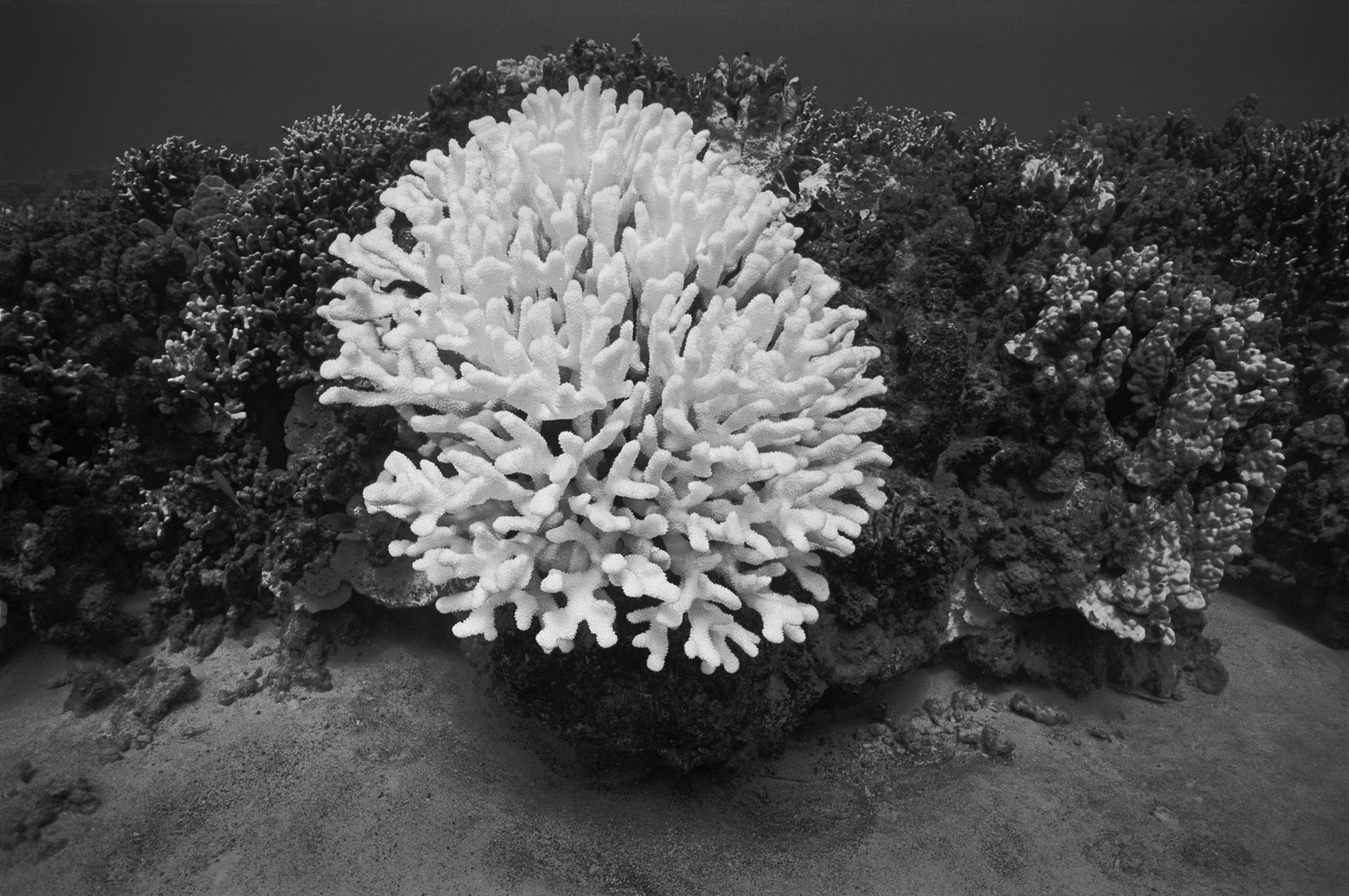 Wayne Levin, Bleached Antler Coral, Keauhou Bay, Hawai’i, 2015.
