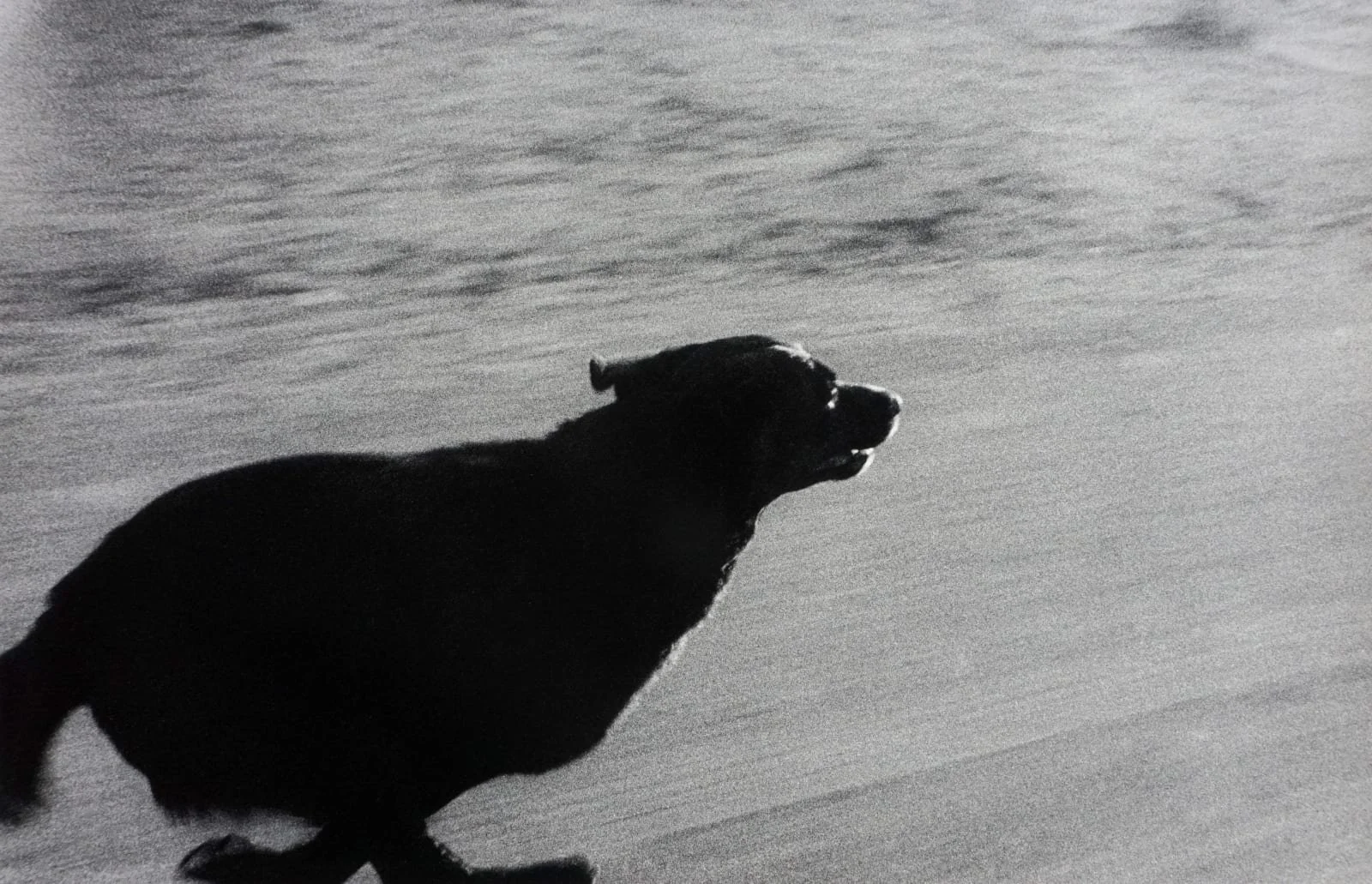 Dogs Chasing....jpg