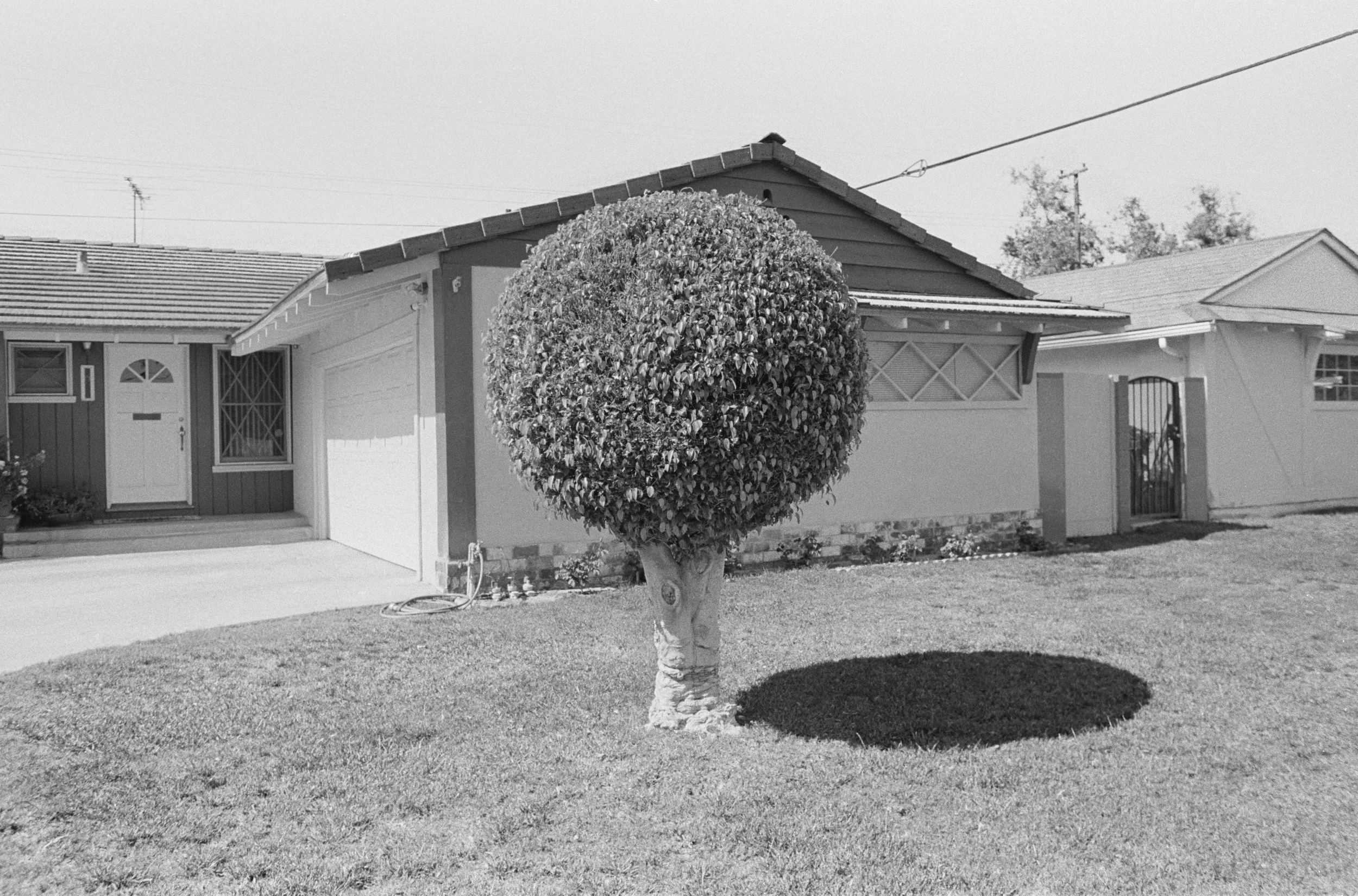 2. Palm lane, 2017.jpg
